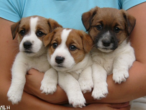 koko pesue2.JPG - Inka, Leo & Roki 6 vkoa